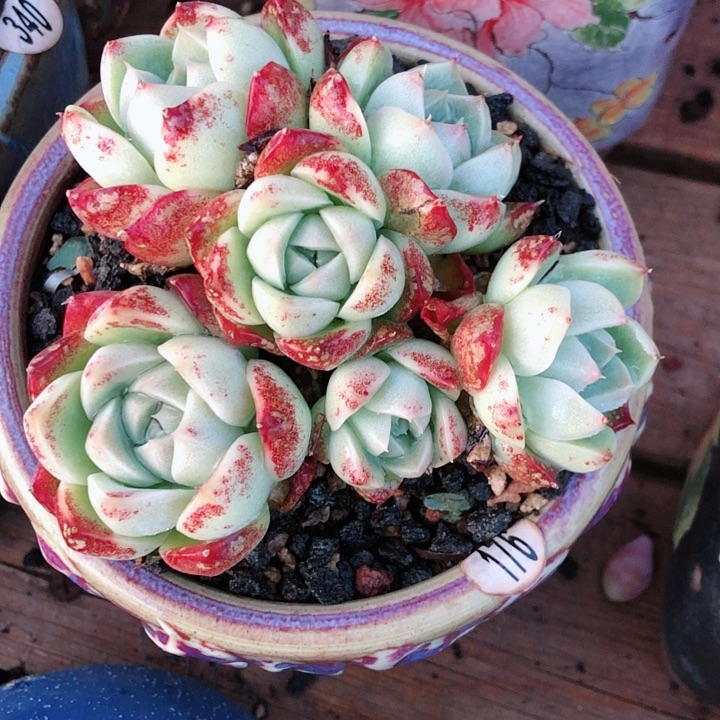 【闪购商品】红云麦秆群