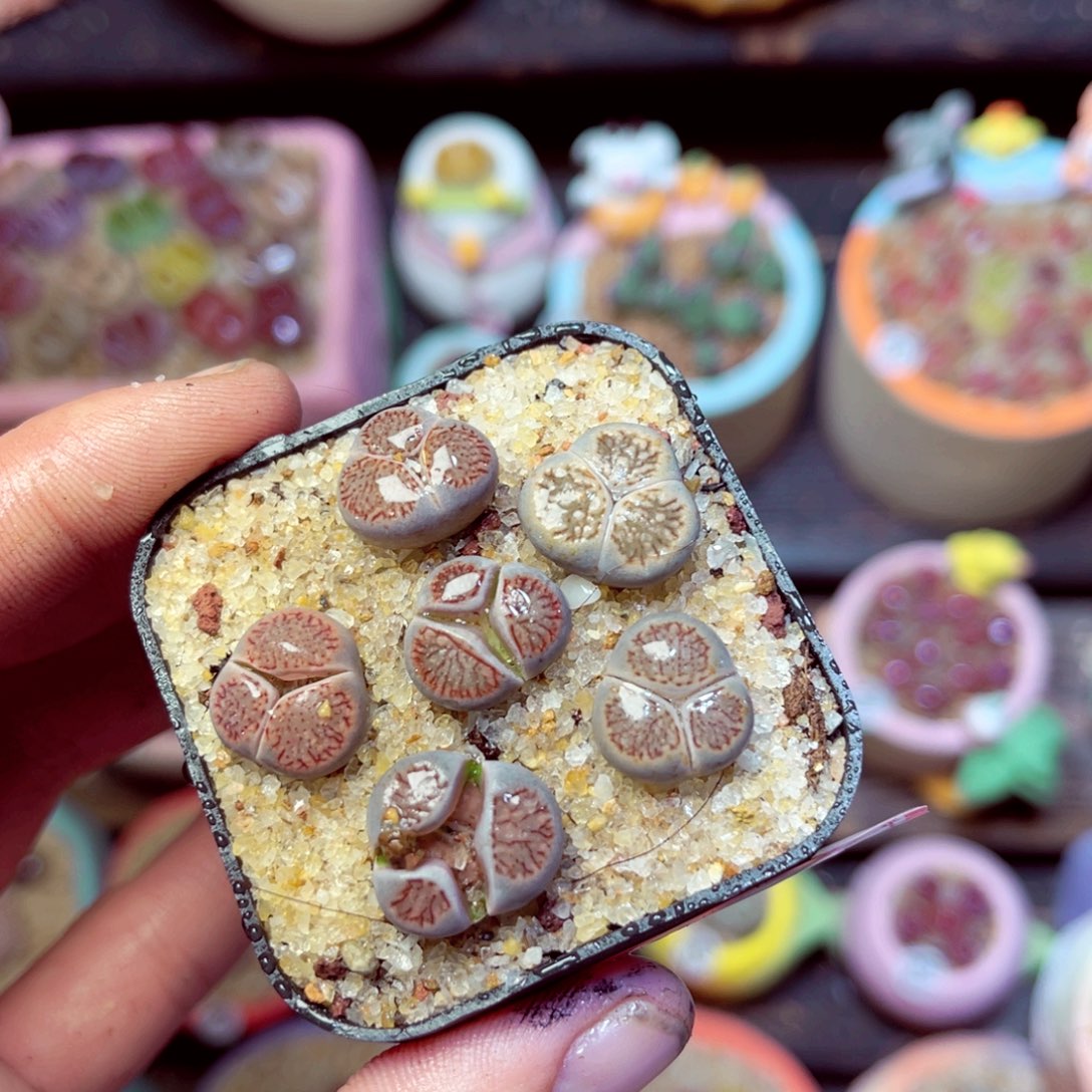 187生石花带盆发1