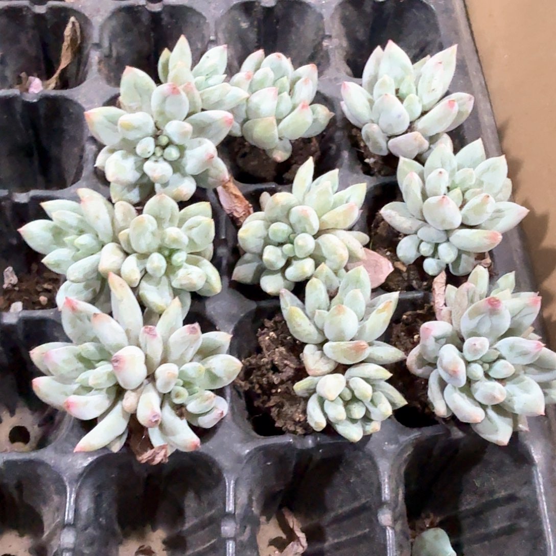 所罗门穴苗9.颗一组