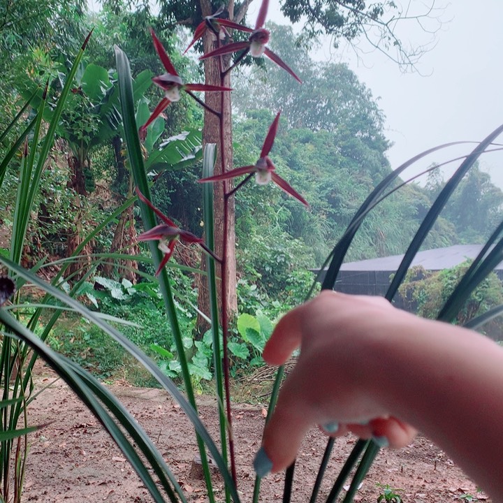 臭***腐完全开放子母两苗带两花