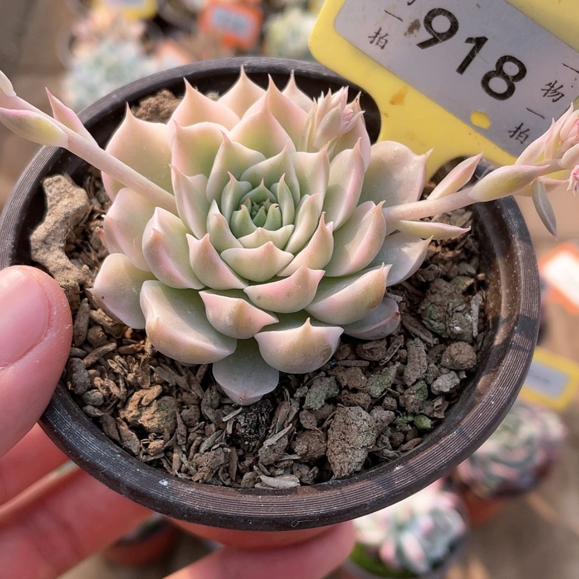 【闪购商品】918号