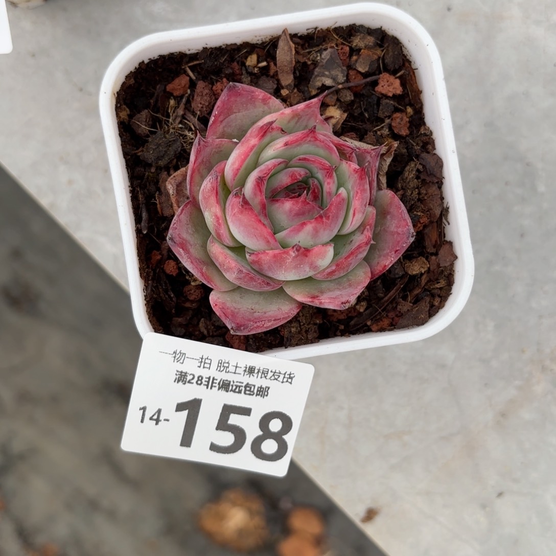 惊鸿仙子单头多肉多肉