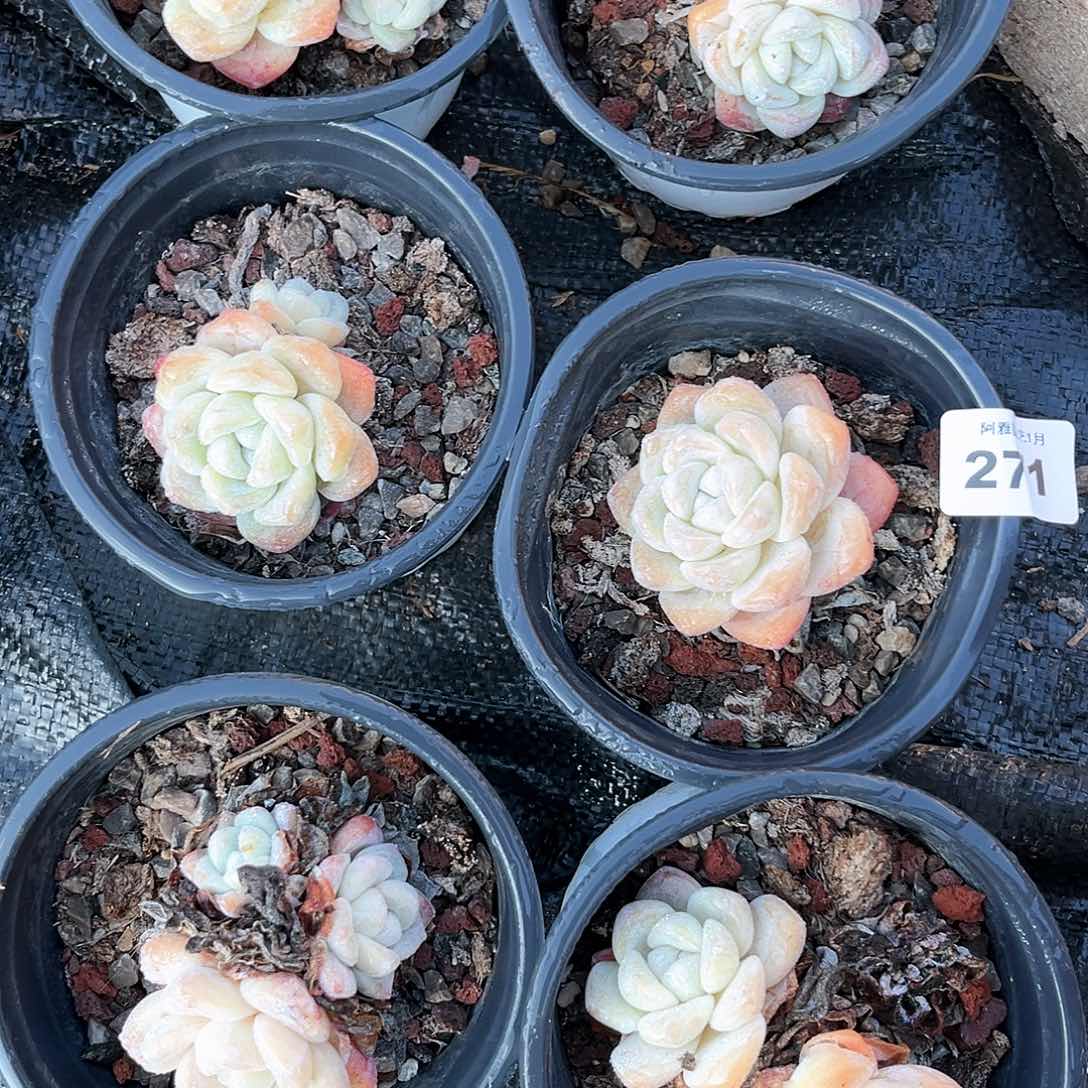 阿雅园艺。      271