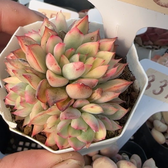 380女雏锦一物一拍多肉