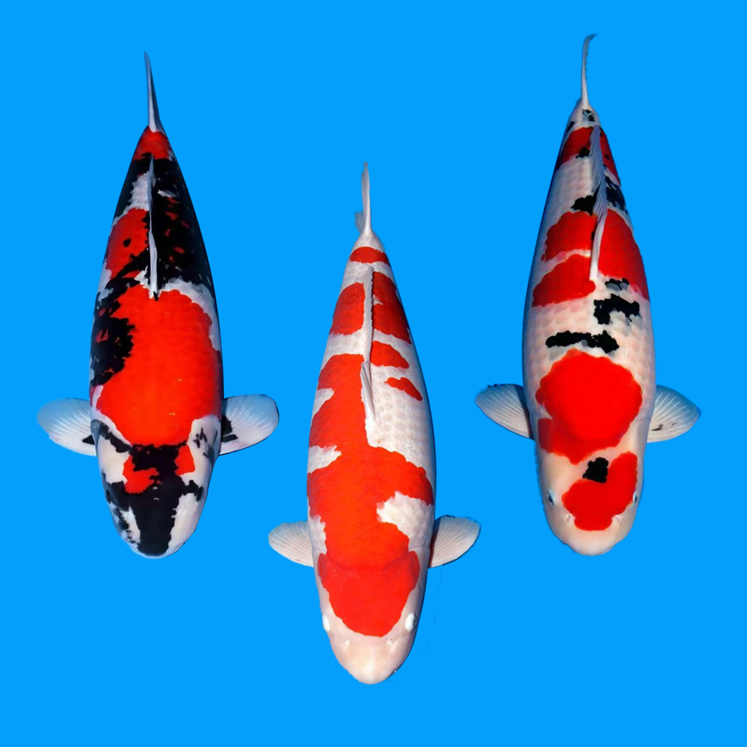 【12.26】海港进口锦鲤最强组合G2