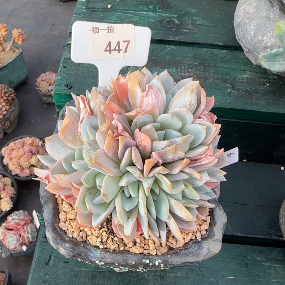 唯***光解忧一物一拍447存款