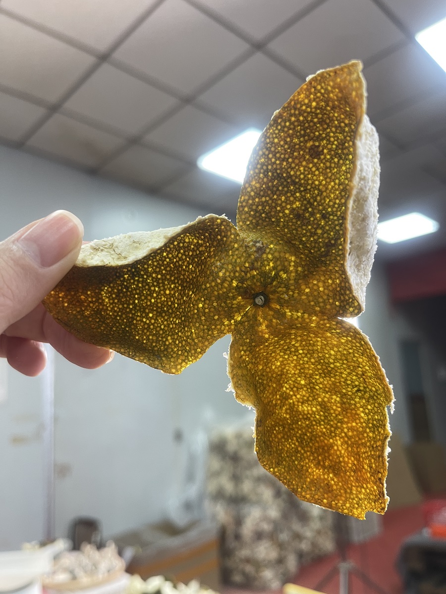 精选 新会礼乐 圈枝老树大果二红皮 纯生晒