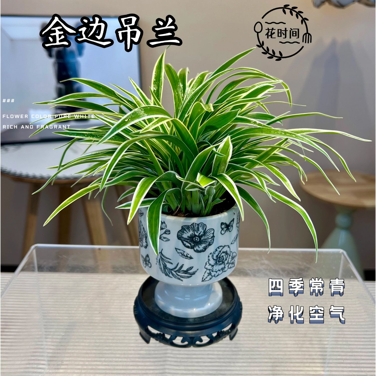 金边吊兰盆栽搭配烛台青花瓷盆室内净化空气绿植懒人好养