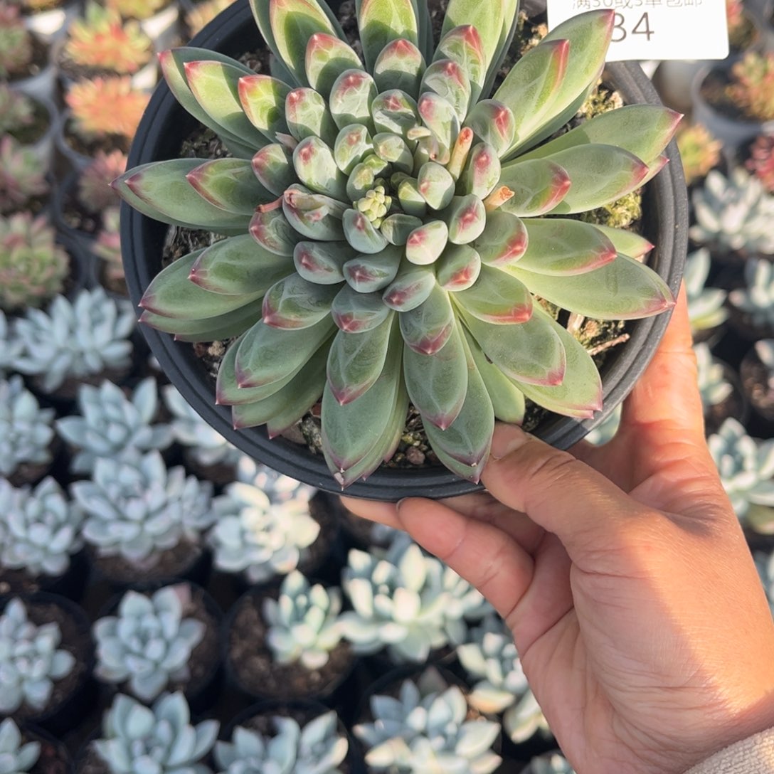 734美人杂叠叶多肉植物……