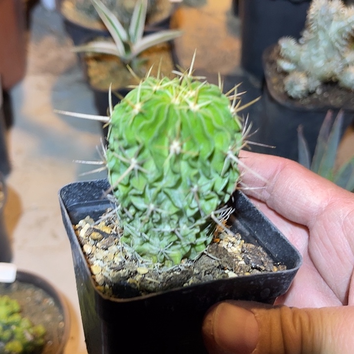 满38包邮2天凑单，脱土晾根发货多肉植物