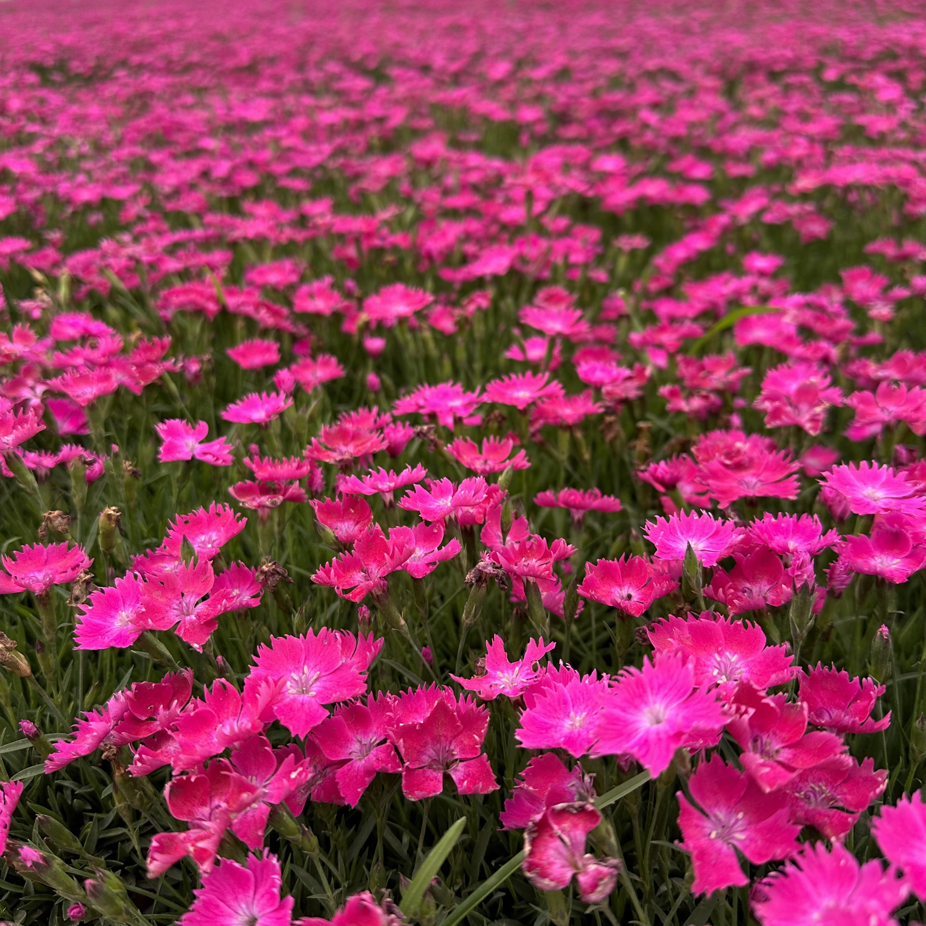 欧石竹花苗（6盆包邮）多年生四季开花草坪耐寒耐旱庭院绿化宿根