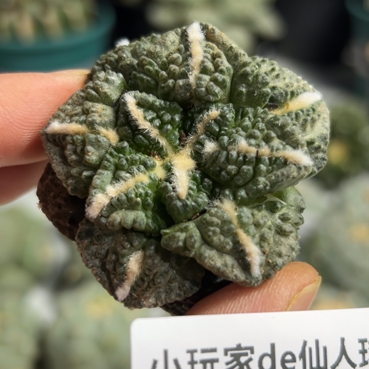 925带根 节后发货 