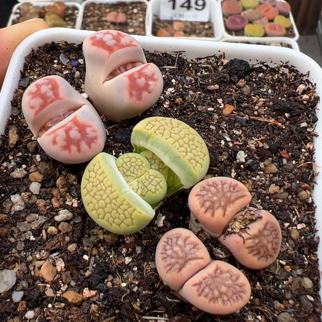 1.16好看的多肉154