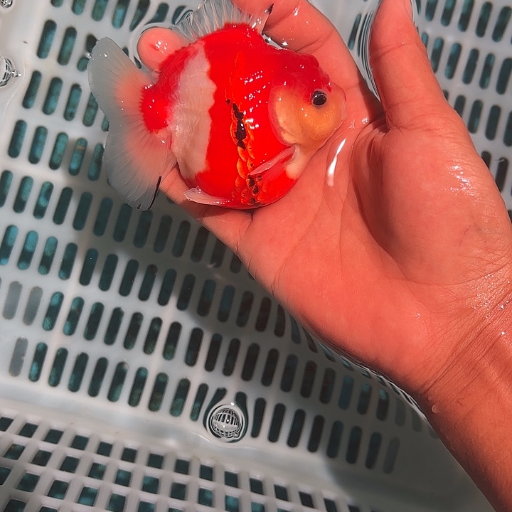 金鱼包邮123456789