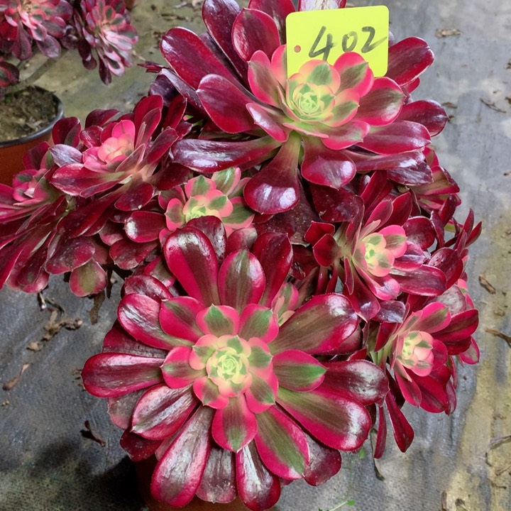 402美杜莎多肉111111