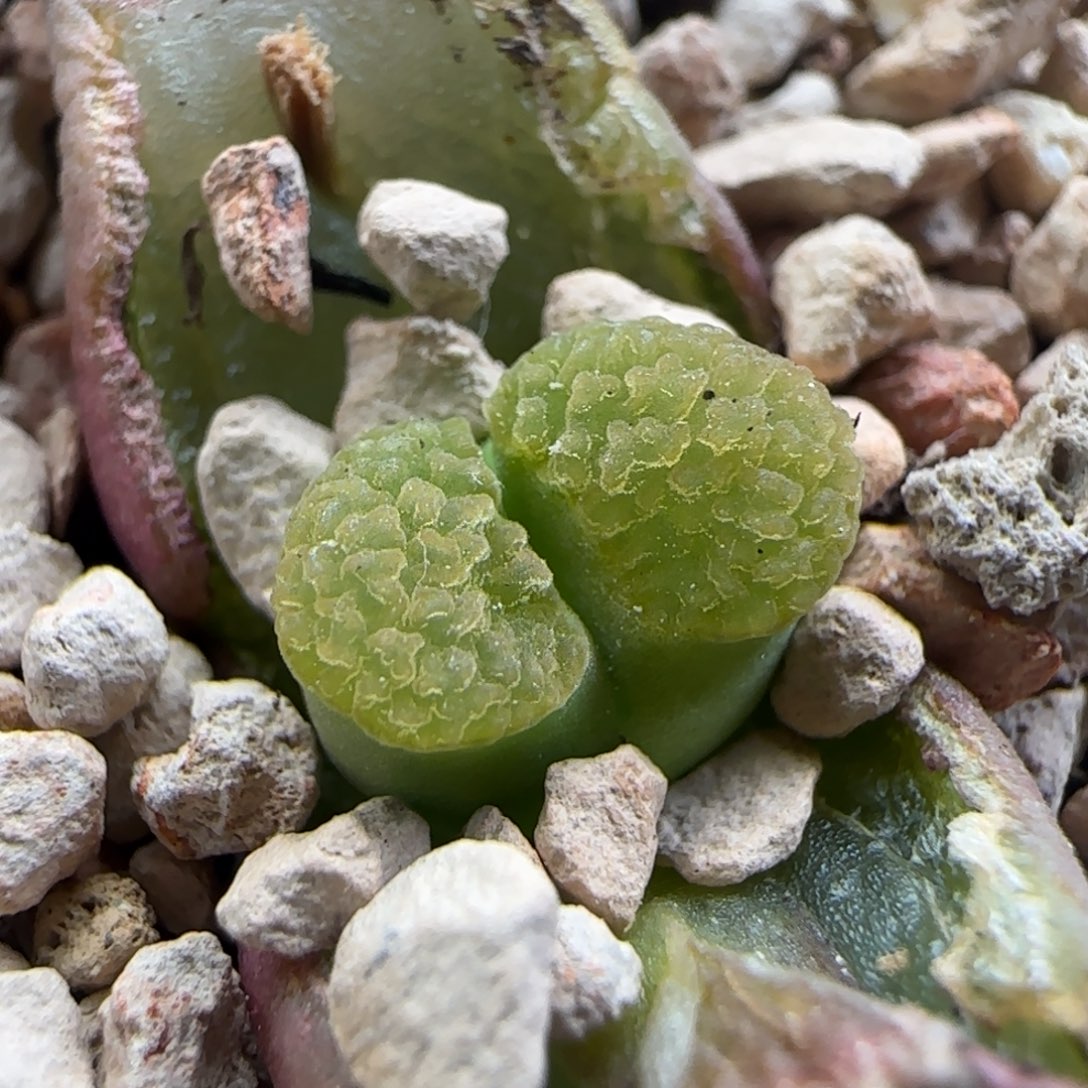 2.15.87/ban'ke磁铁/多肉植物