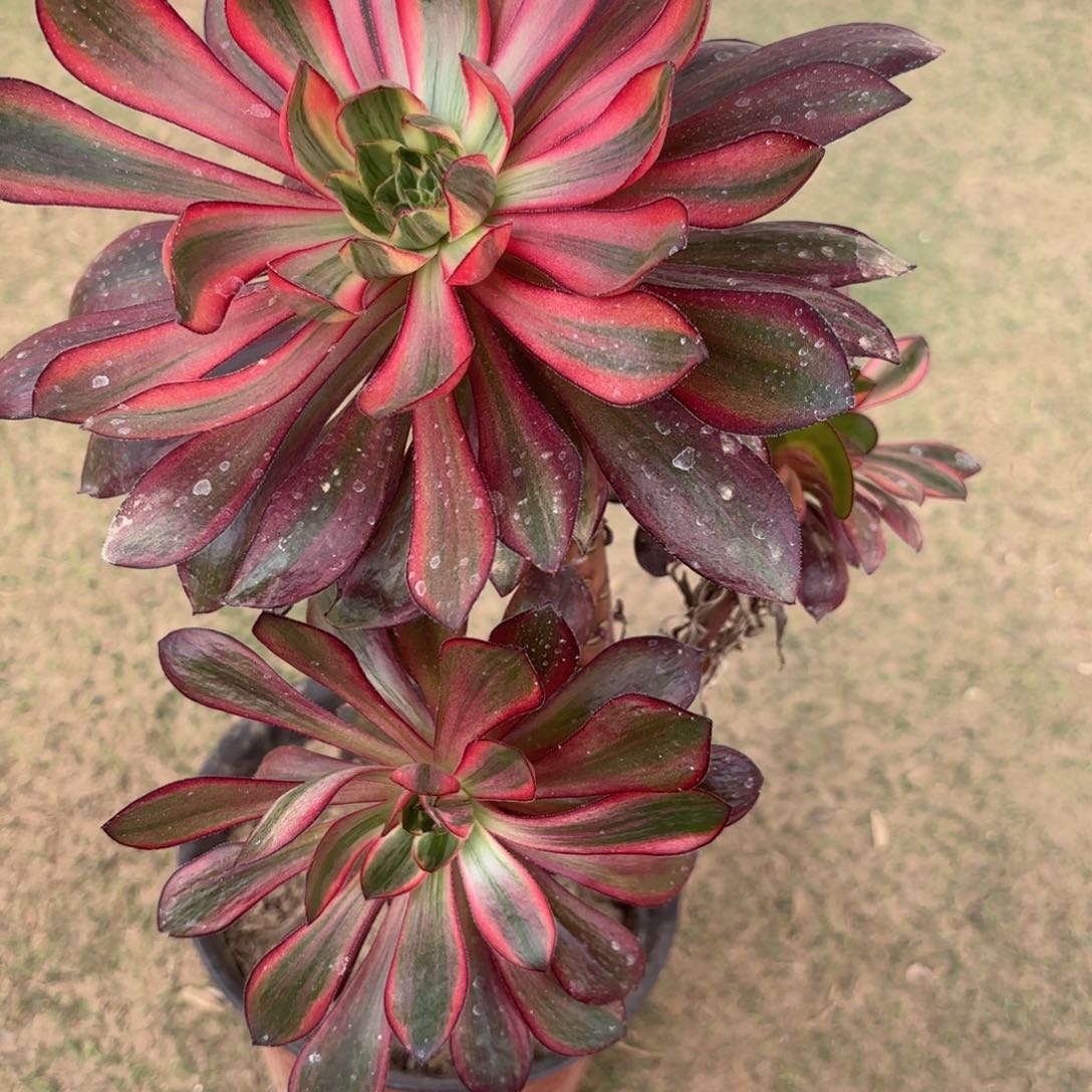 A.  6720乌拉多肉