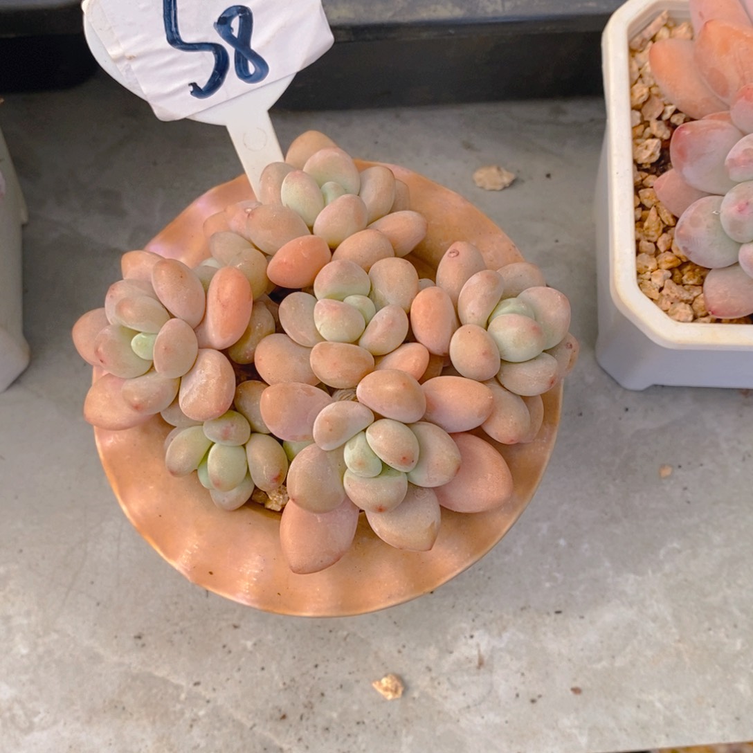 白*闪香水洛神群多肉植物