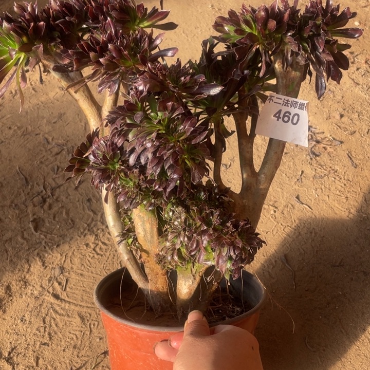 460，黑法师缀包邮