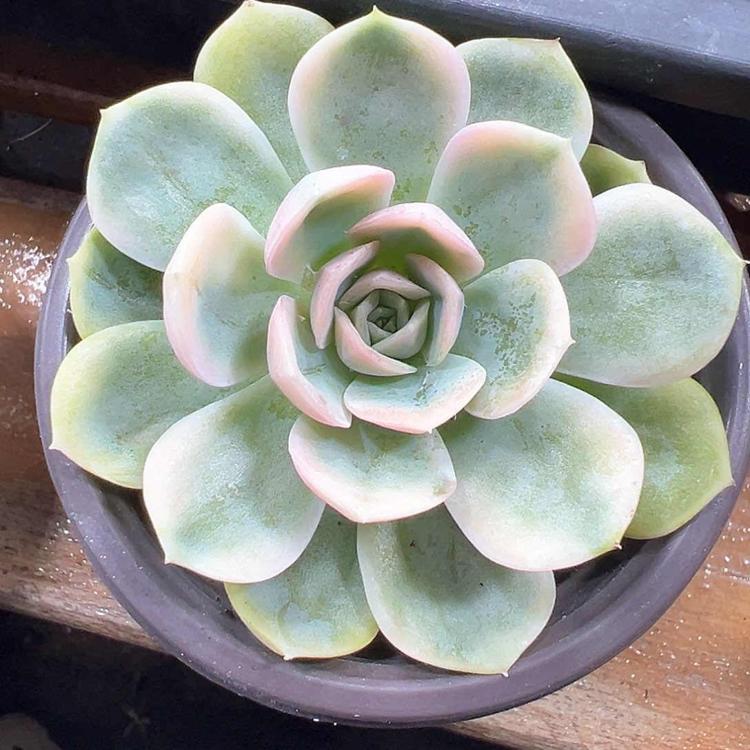 润***九蓝色惊喜锦 小方花圃一单包邮非偏远