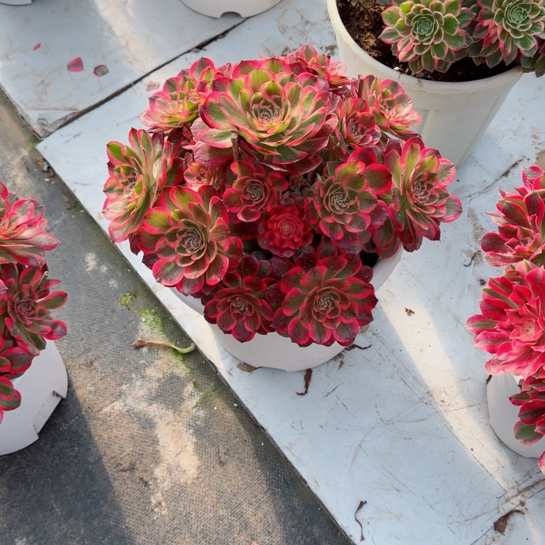 小***锦赤子心，多肉植物生长