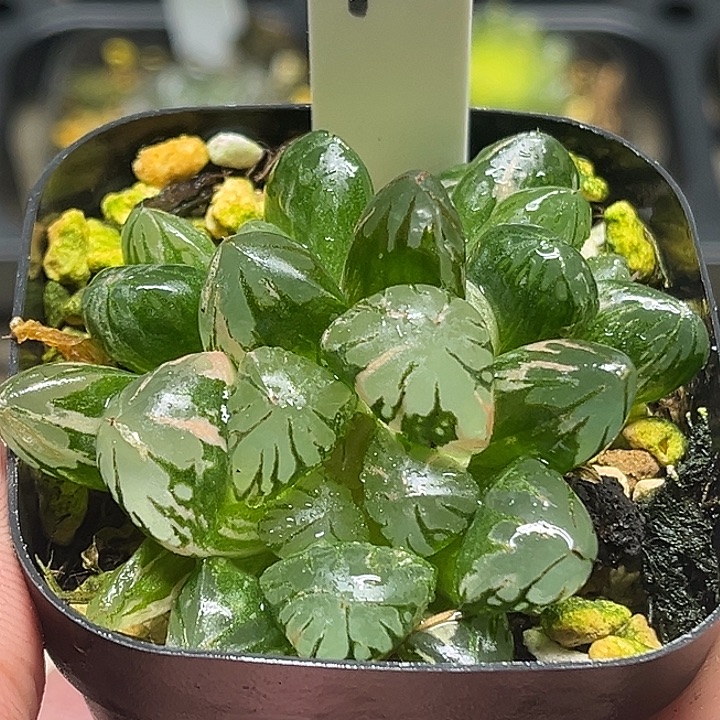 95三头大窗变异红太阳玉露锦