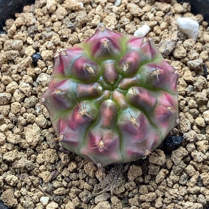 梦幻皮锦 米哈仙人球