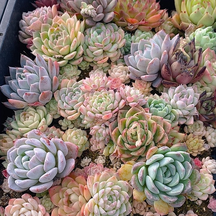 321 多肉植物盆栽花卉植物