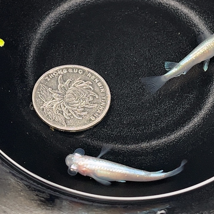 青鳉鱼泡泡眼2条61号