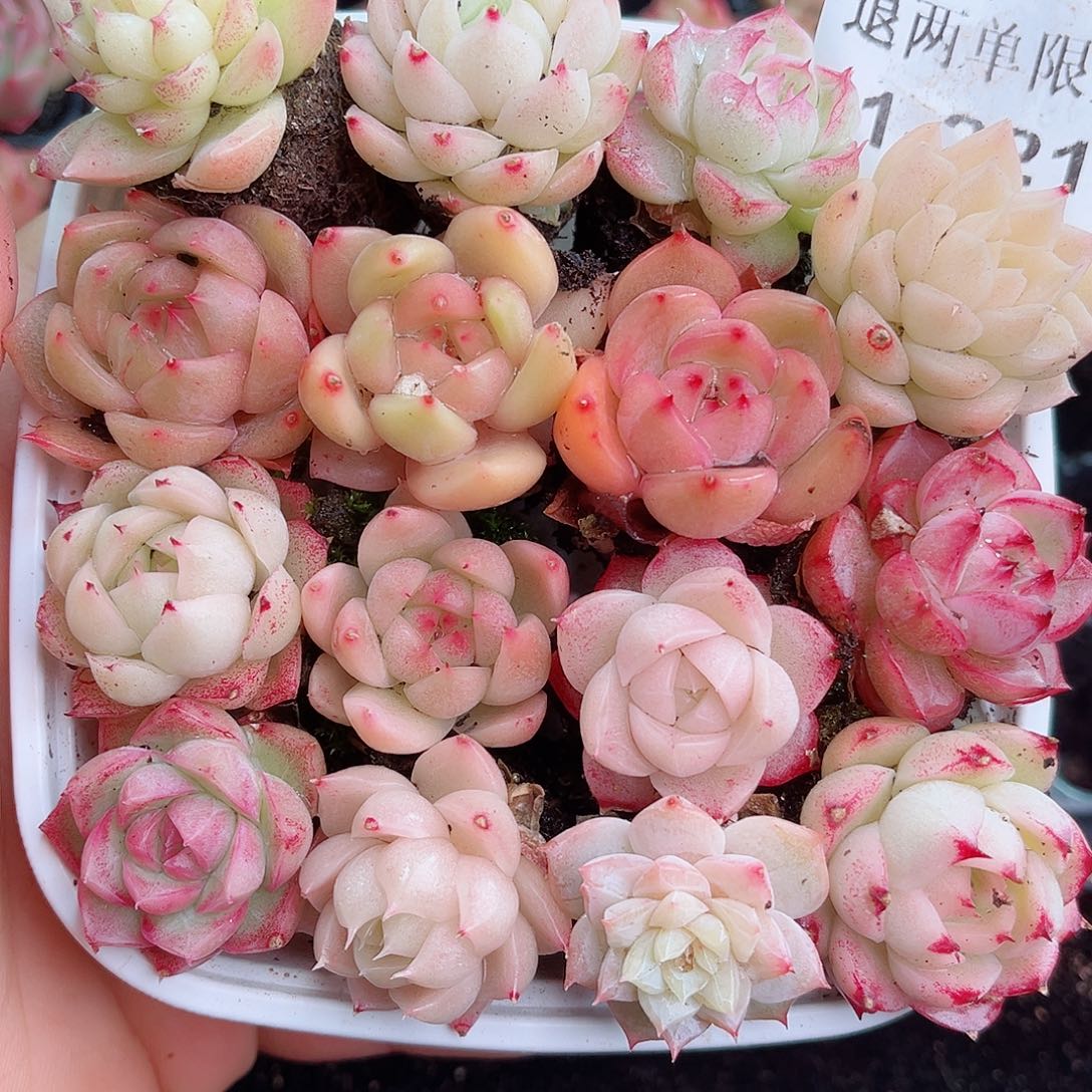 1-221 新疆西藏内蒙不发12.8包邮2-3公分多肉