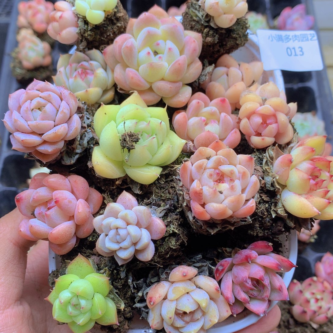 我要去看你了啊我013