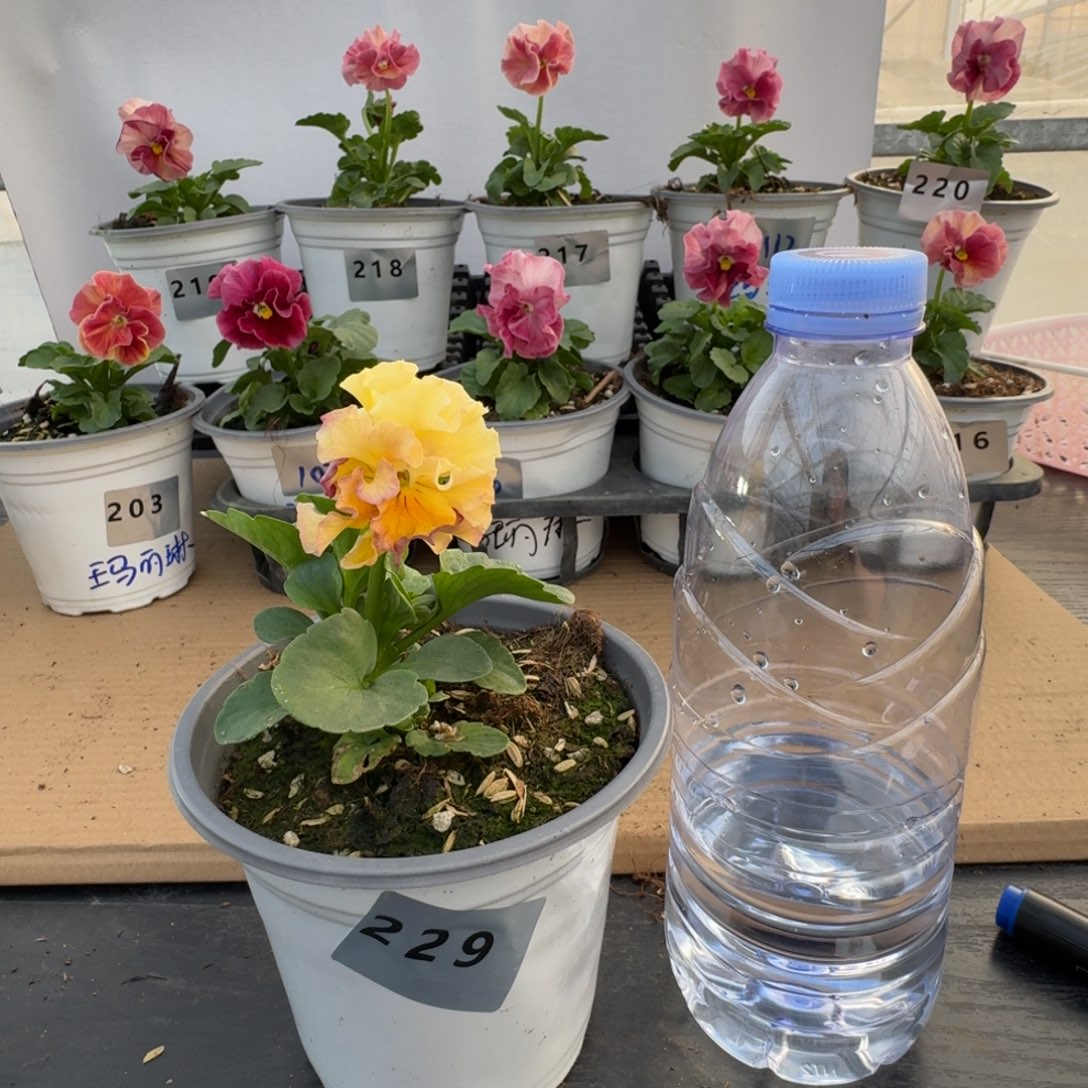 当前无花朵，栽培后可花朵229号