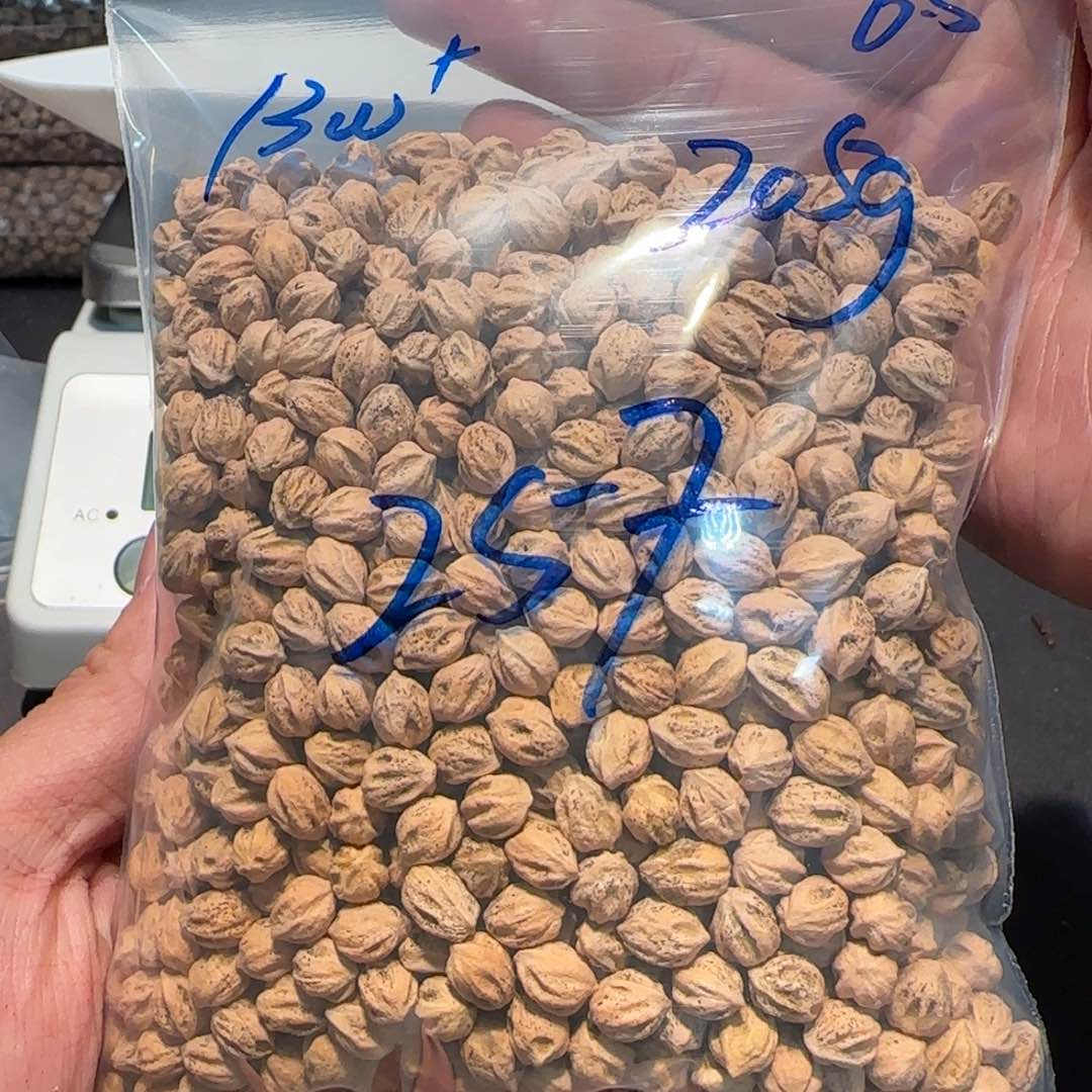 柏香籽/百香籽吊坠星*.6.5 205g