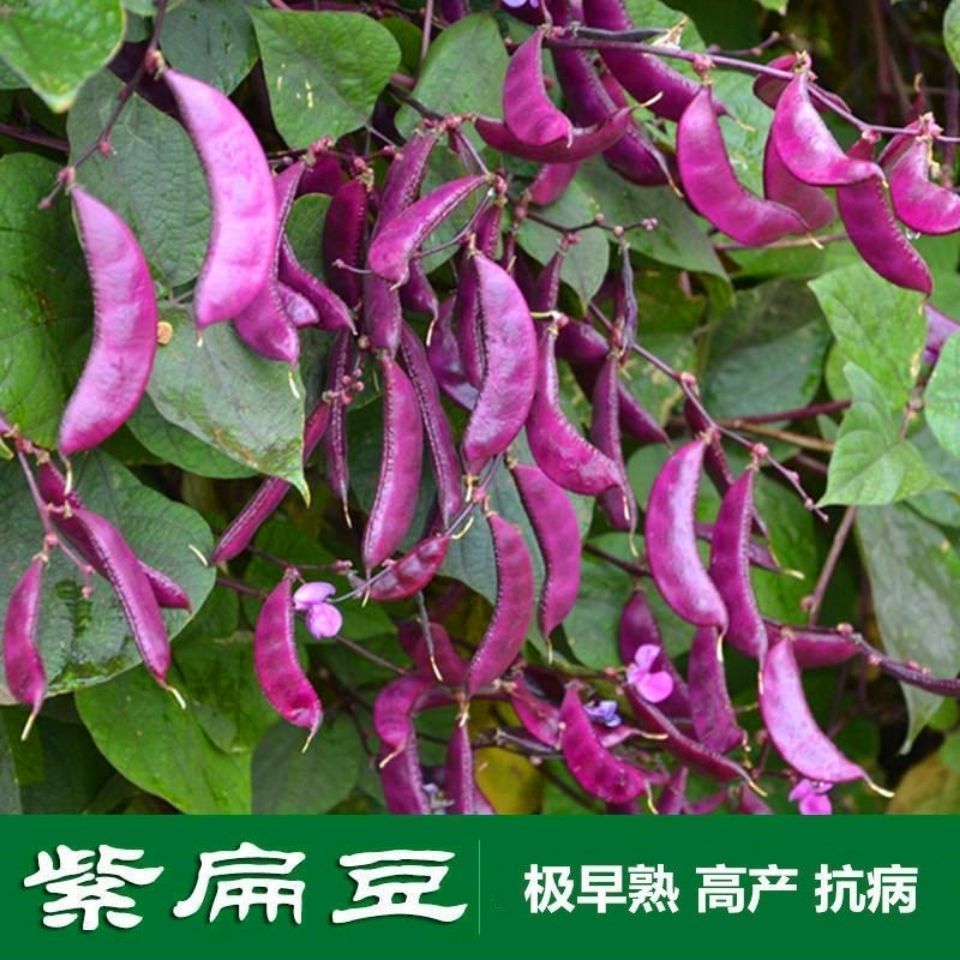 【扁豆种子】高产眉豆种子四季早熟紫眉豆肉厚绿眉豆紫不生虫菜种