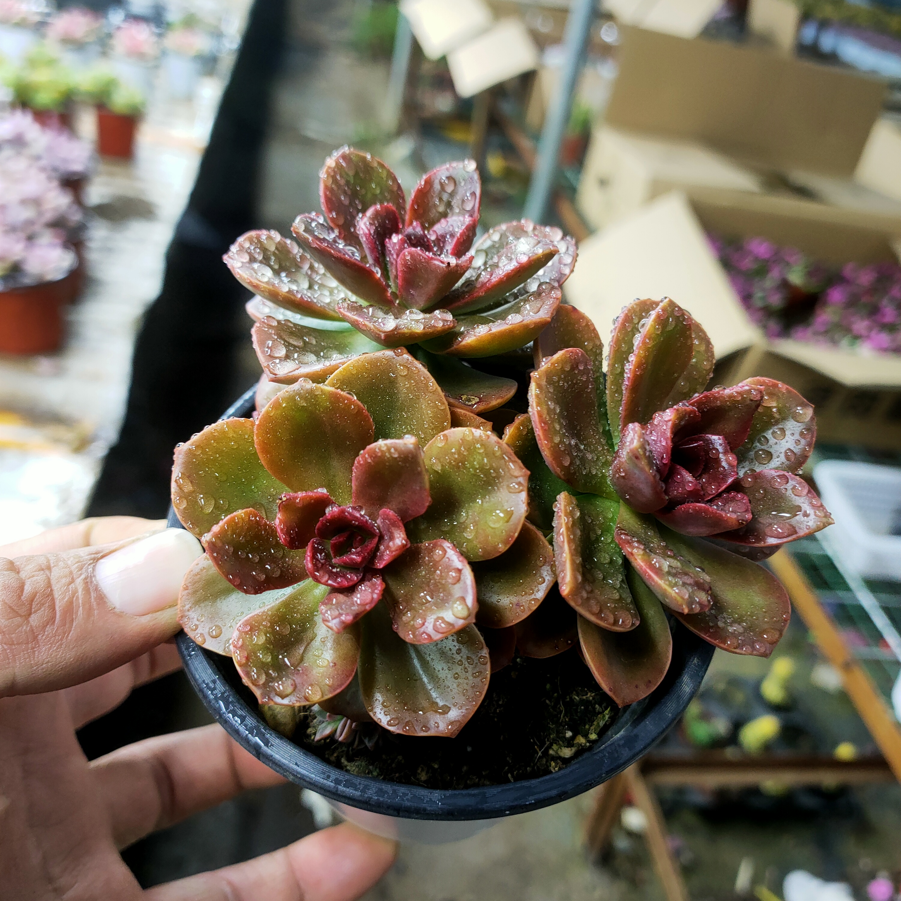 巧克力玫瑰 发2盆 满20包邮 不带盆土发货 盆栽 多肉植物湖南长沙