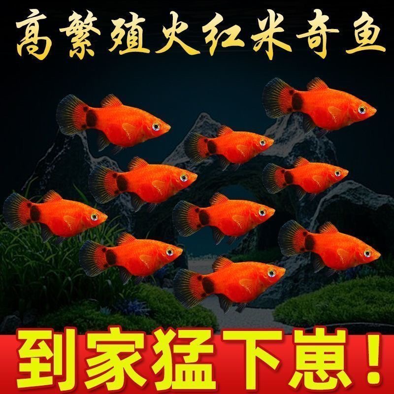 米奇鱼鲜活鱼包邮活鱼到家 小型鱼红火米奇鲜活淡水鱼 高档食用