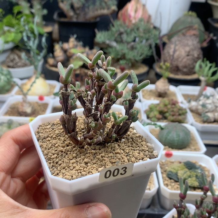 枝干兔子多肉脱土003