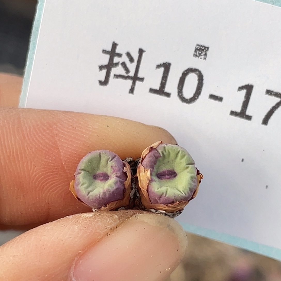 10-17嘴多肉植物肉锥