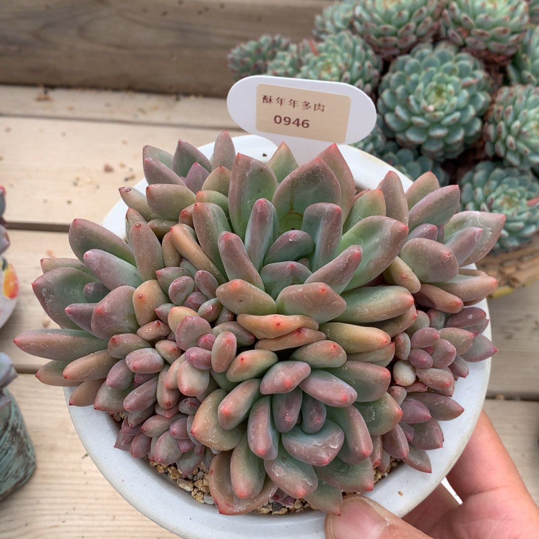 946不知名多肉一颗14厘米