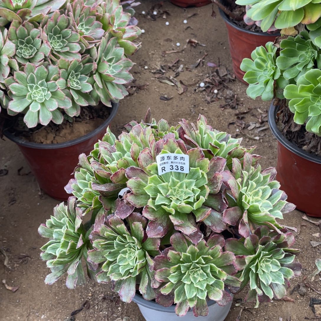 338水墨多肉法师断枝不包