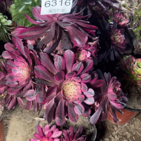 红颜多肉多肉6316