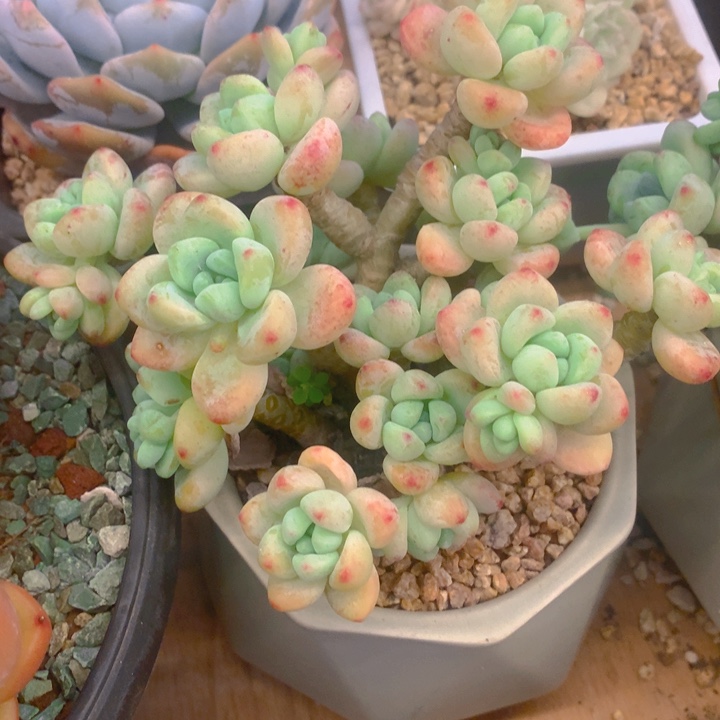 多肉乐园精品罗琦