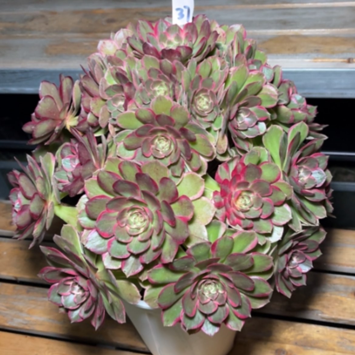 【闪购商品】37粉花妖多肉法师