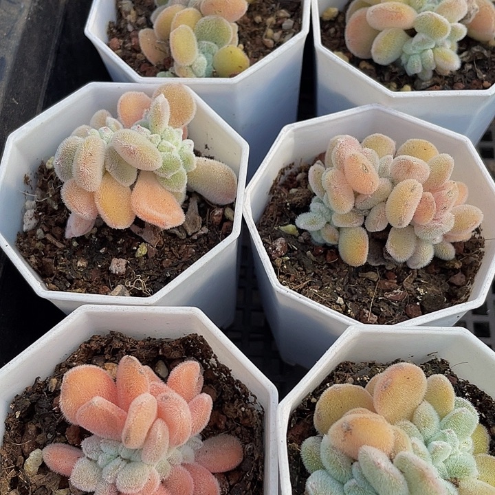 雪晃星缀化带盆土发