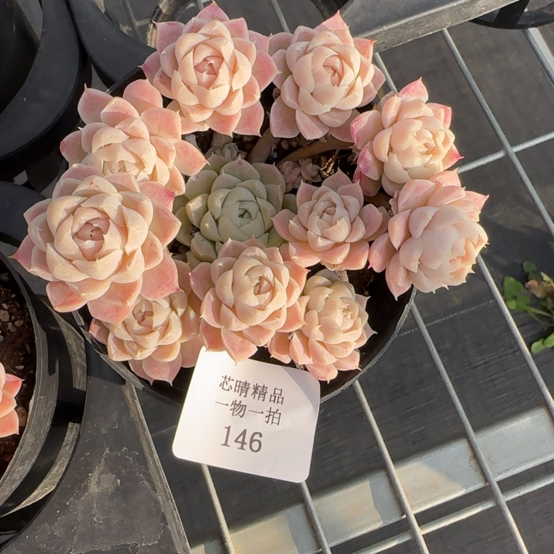 闪购精品多肉146号