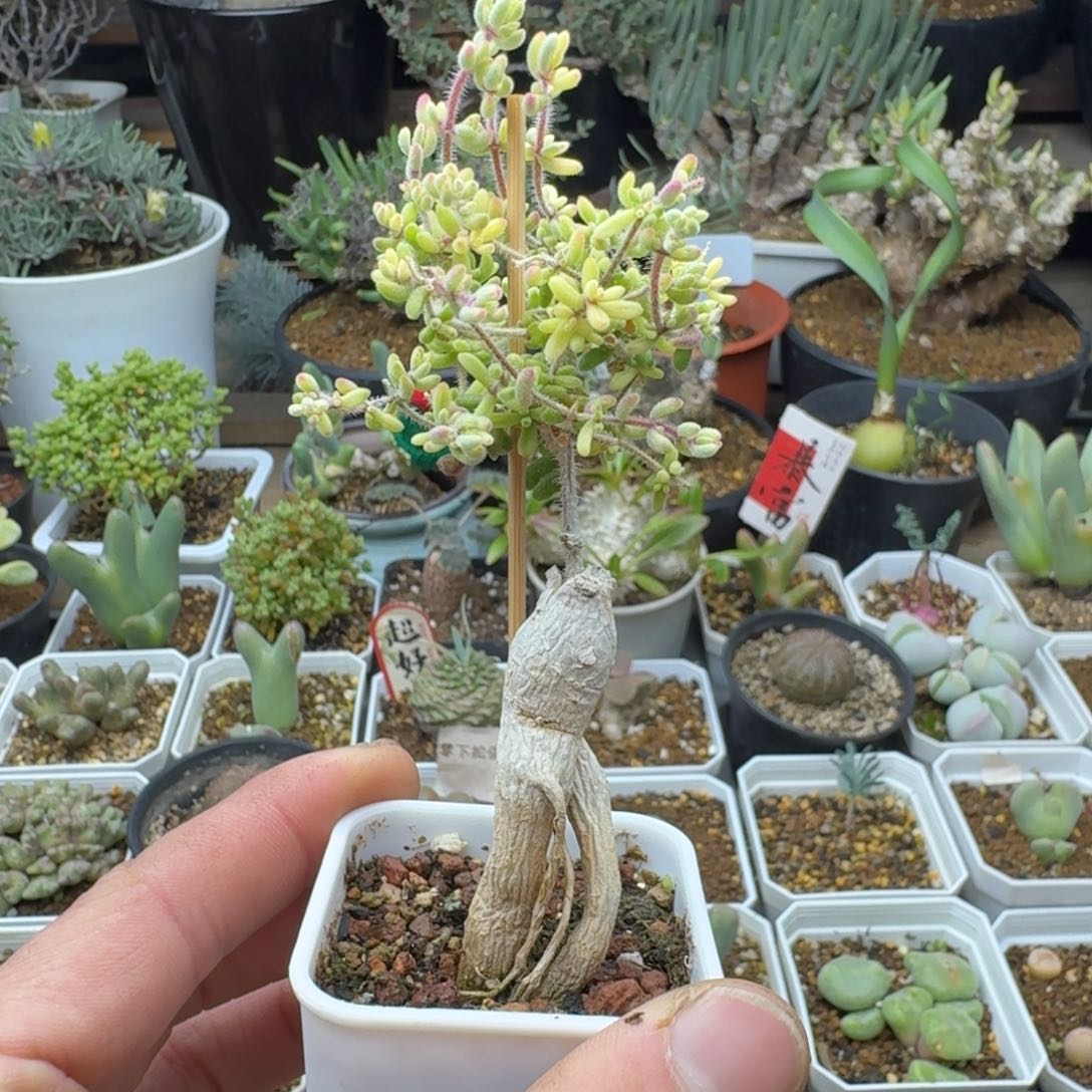 红宝石锦嫁接多肉。