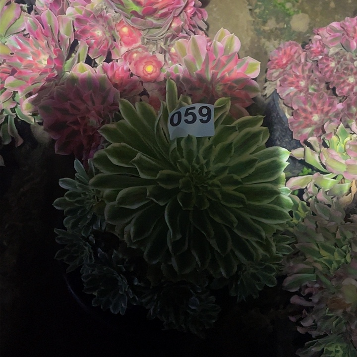 多肉法师59号碧浪➕粉女巫两颗发货不包损