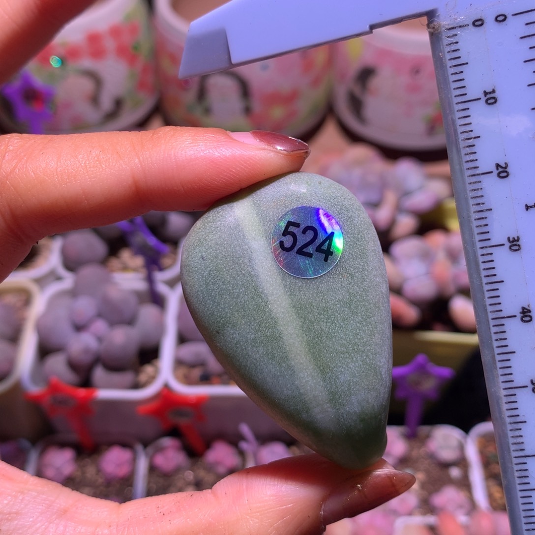  524 锦 油煎奶酪锦哦