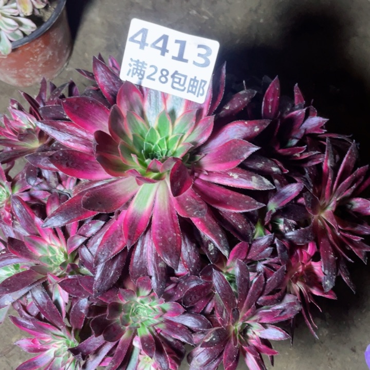 苦***。4413一号棚孔雀多肉B