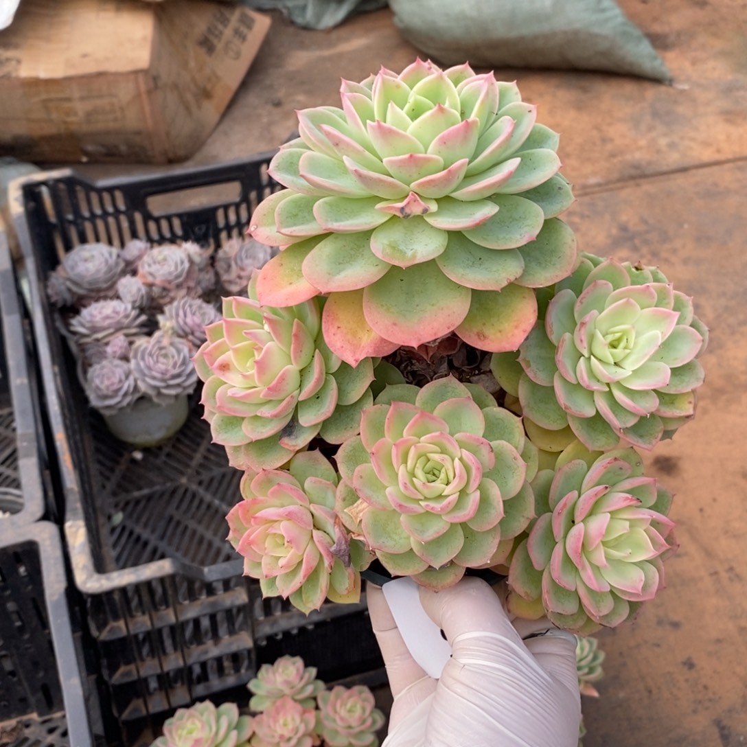 381哈密瓜一物一拍